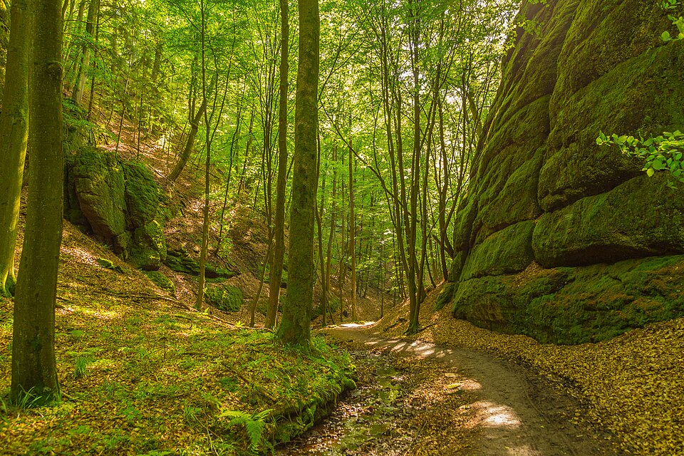 Wälder mit Schluchten zwischen Wartburg und Hohe Sonne