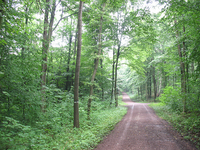 Waldwege am Wachsenburgblick